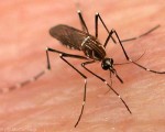 El plan busca eliminar la formación de mosquitos que puedan transportar la enfermedad.