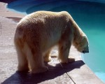 Falleció el oso polar del zoo.
