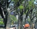 La poda y traslado de árboles realizada en la Avenida 9 de Julio dejó al descubierto la precariedad del control sobre el estado del arbolado urbano.