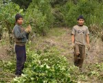 El Sindicato de Tareferos de Jardín América (Sitaja) solicitó al Instituto Nacional de la Yerba Mate (INYM) parar la cosecha de verano.