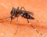 Control del dengue: consideran que la situación regional es preocupante.