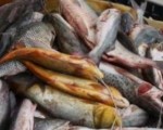 Los pescados que están aptos para consumo serán donados a entidades sin fines de lucro.