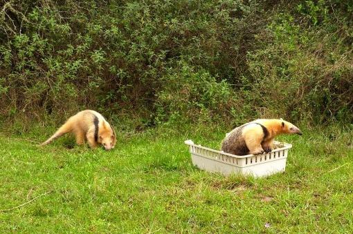 Liberaron a dos ejemplares de osos meleros.