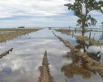 Se declaró el estado de emergencia agropecuaria por inundaciones a explotaciones de varios partidos de la provincia.
