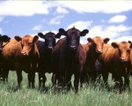 Proyecto de ley sobre producción bovina.
